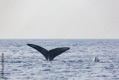 Close up shot of Humpback Whale tail