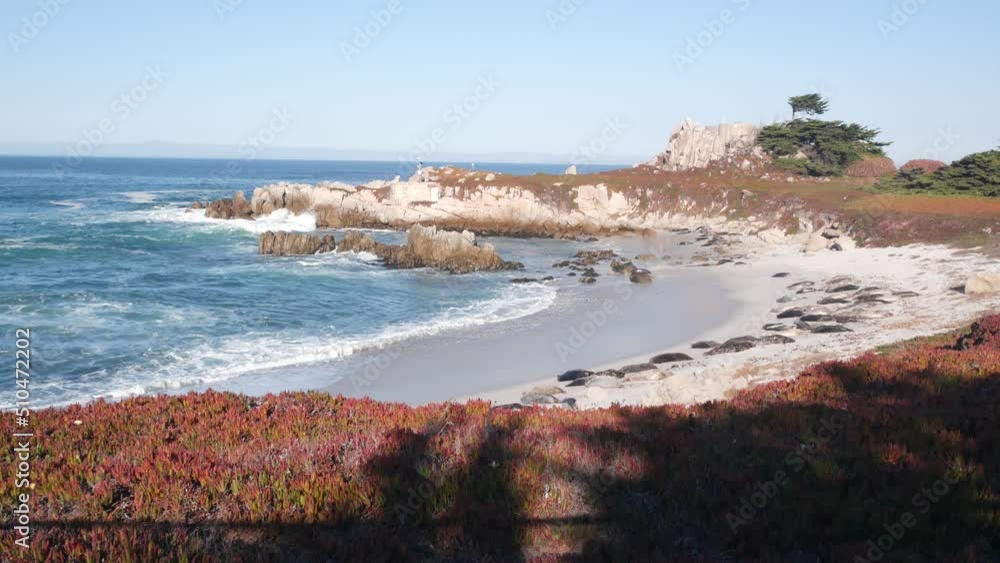 Wild spotted fur seals rookery, pacific harbor sea lions resting, sandy ocean beach, Monterey wildlife, California coast, USA. Young marine animals colony in freedom, herd in natural habitat by water Wild spotted fur seals rookery, pacific harbor sea lions resting, sandy ocean beach, Monterey wildlife, California coast, USA. Young marine animals colony in freedom, herd in natural habitat by water