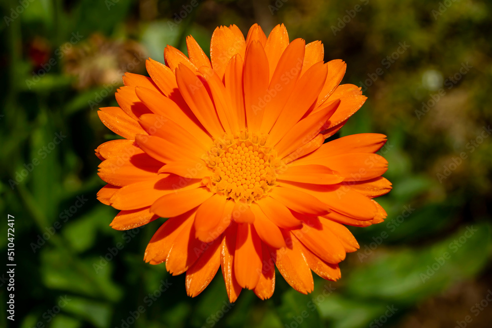 Close up shot of orange Asteraceae blossom Close up shot of orange Asteraceae blossom