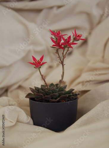 graptopetalum bellum, succulent with red flowers