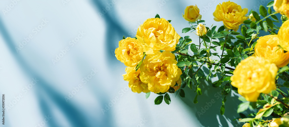 Branch of beautiful yellow roses on blue background with shadows