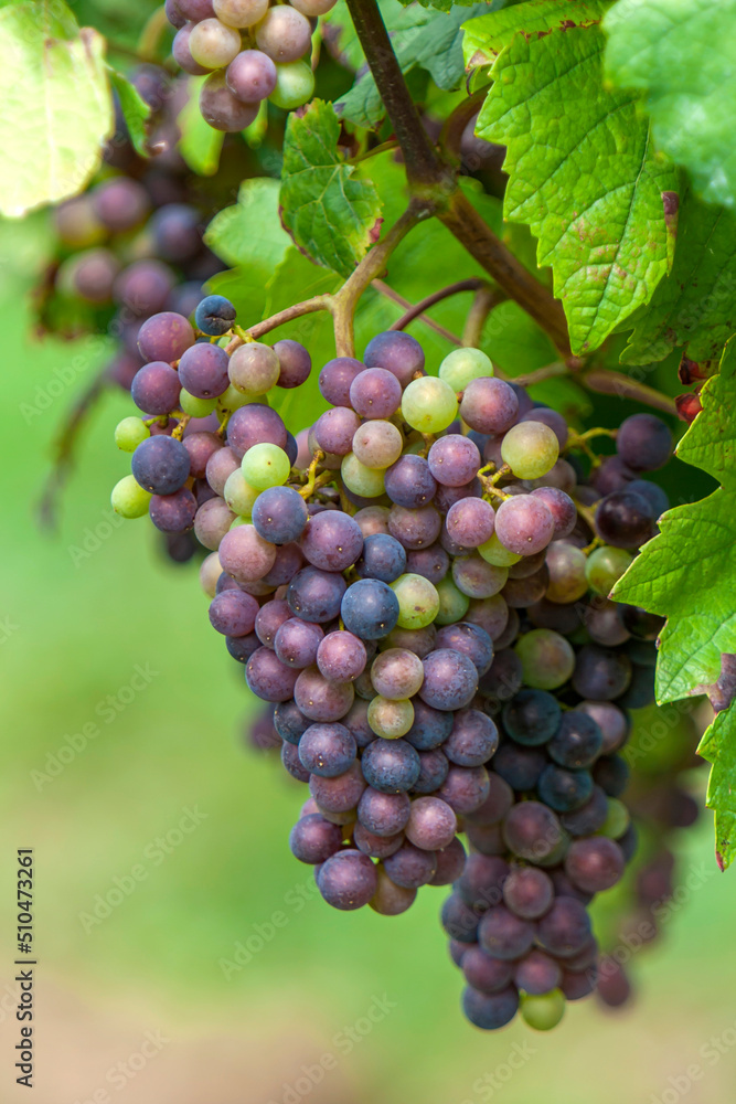 Blaue Weintrauben (Vitis sp.) am Rebstock