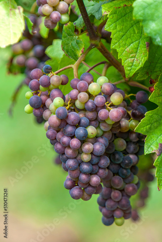 Blaue Weintrauben (Vitis sp.) am Rebstock