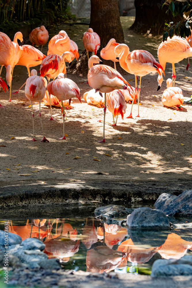 Obraz premium Close up shot of many Flamingo