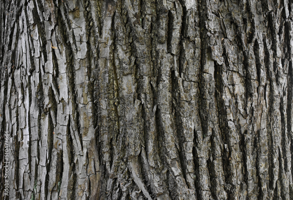 oak bark, tree texture oak bark, tree texture