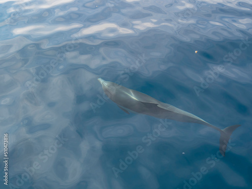 Close up shot of dolphin swimming © Kit Leong