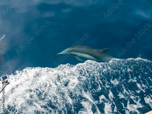 Close up shot of dolphin swimming © Kit Leong