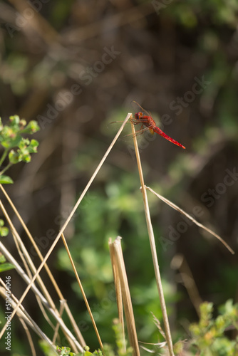 Orange-winged Dropwing dragonfly resting on broken reed © Mark