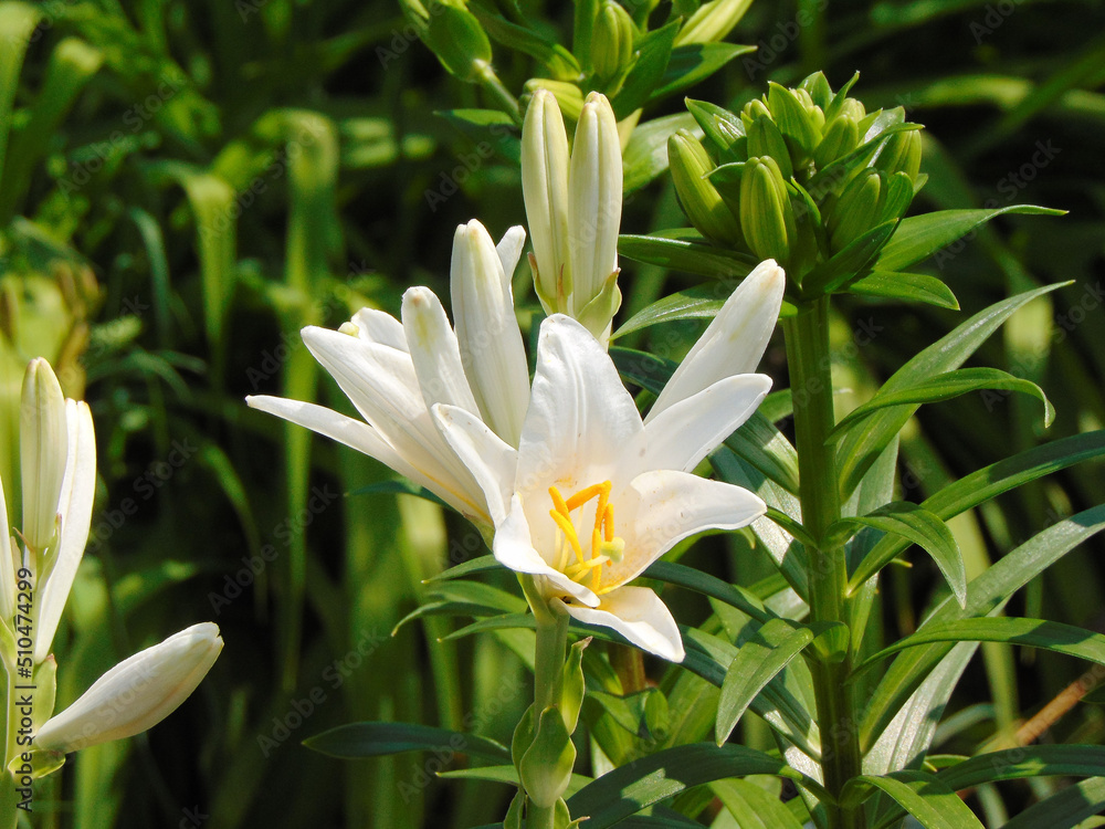 Fototapeta premium Formosan lily in the summer