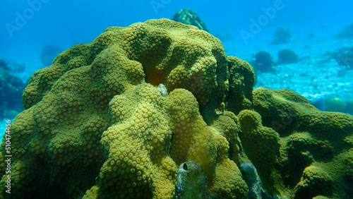 Valokuva Mountainous star coral (Orbicella faveolata) undersea, Caribbean Sea, Cuba, Play