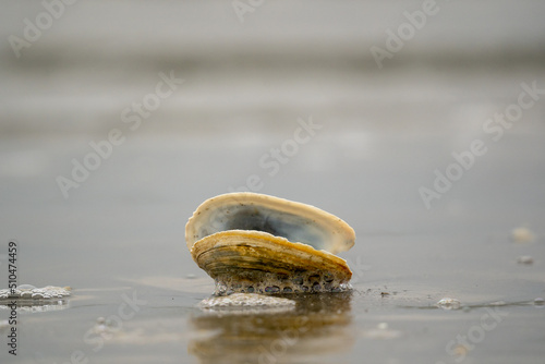 shell at northsea photo