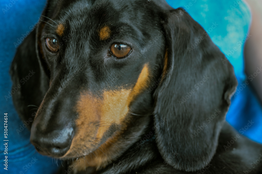 Sad face of a dog of the breed dachshund of brown and black color