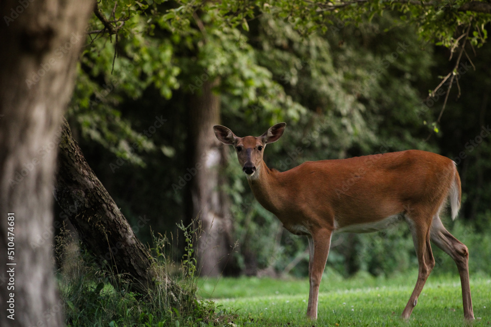 White Tail Deer White Tail Deer