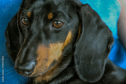 Fototapeta Naklejka Na Ścianę i Meble -  Sad face of a dog of the breed dachshund of brown and black color