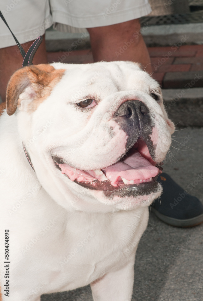 front view, close distance of a portrait of an english bulldog , panting, on a lease , with his owner