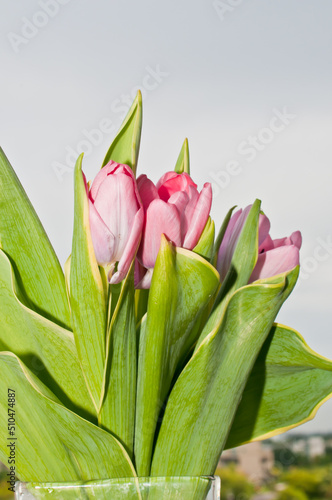 front view  close distance of a group of pink tulip buds  beginning to bloom among  tall  thin   ridged  green  leaves