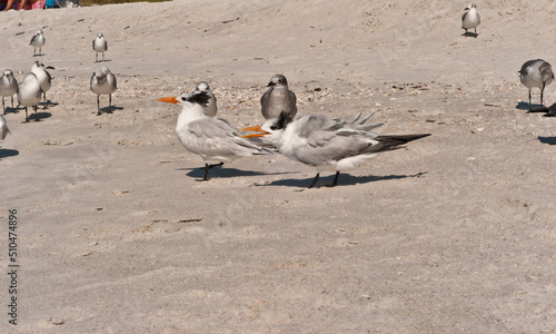 side view, close distance of two royal terns squabbling on a sandy, tropical, beach