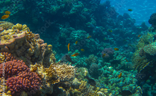 Living Reef with incredibly beautiful corals and fish in the Red Sea in Sharm El Sheikh.
