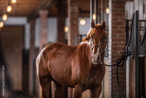 Quadro su tela Brown paint horse with white parts of its chops poses inside the stable