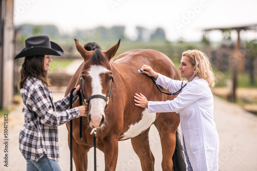 Vet checking the horse's health during a visit on a farm © weyo