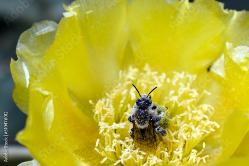 bee on yellow flower