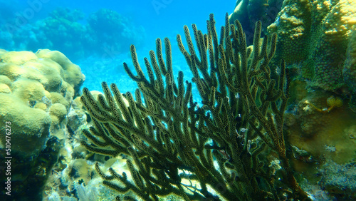 Gorgonian octocoral Caribbean sea whip or black sea rod (Plexaura homomalla) undersea, Caribbean Sea, Cuba, Playa Cueva de los peces photo