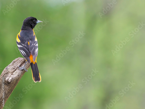 Male Northern (Baltimore Oriole) (Icterus galbula)  perched on a tree branch in front of a green background. photo