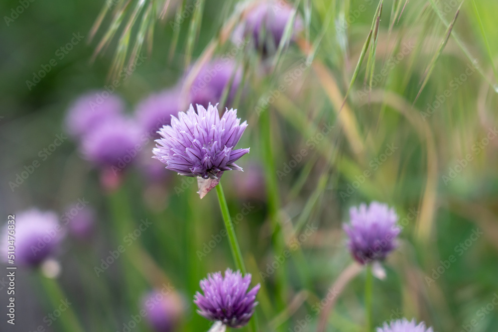 Garden Herb Chives Blossoms in Spring Garden Herb Chives Blossoms in Spring