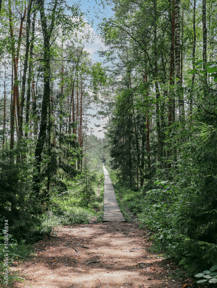 Fototapeta premium path in the woods