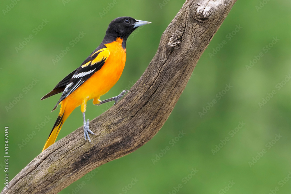 Male Northern (Baltimore Oriole) (Icterus galbula) perched on a tree branch in front of a green background. Male Northern (Baltimore Oriole) (Icterus galbula) perched on a tree branch in front of a green background.
