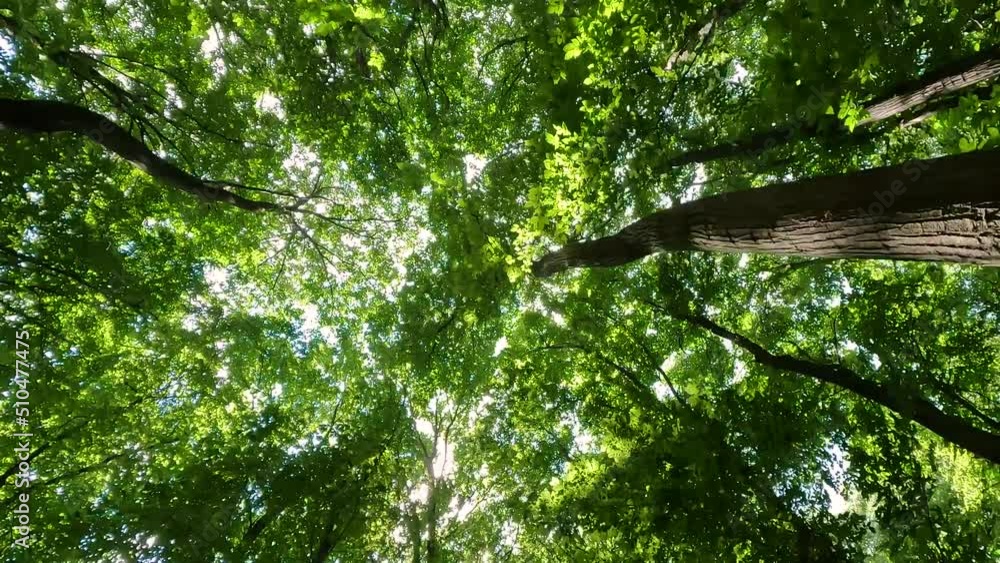 Bottom up view of large green trees with sun shines through the leaves 4k