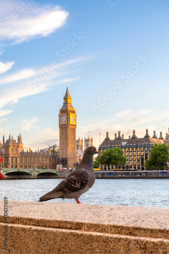 London Pigeon by Big Ben