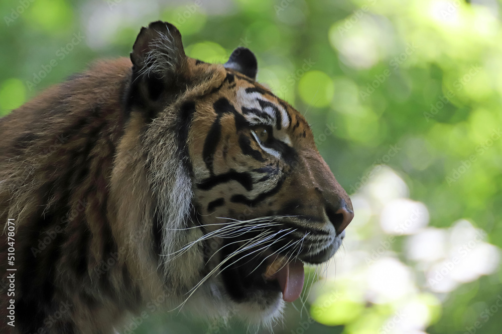 Tigre de Sumatra de profil