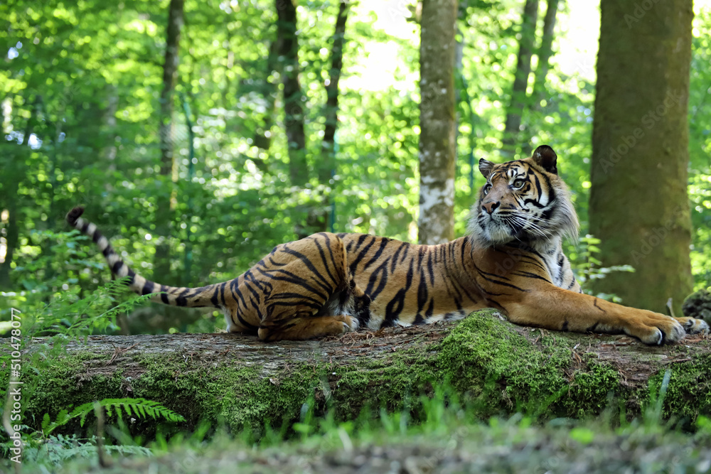 Magnifique tigre de Sumatra
