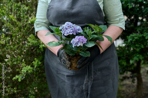 Small business. Woman in an apron and mittens plants flowers in a wooden pot on a background of green garden
