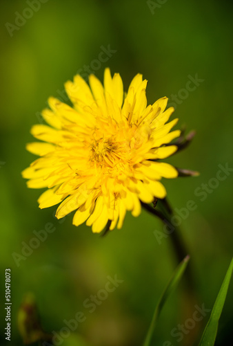 Spring flower yellow dandelion on green grass background.