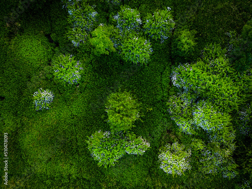 Zielone krzewy kwitnące na biało widziane z góry © Rafal Kot