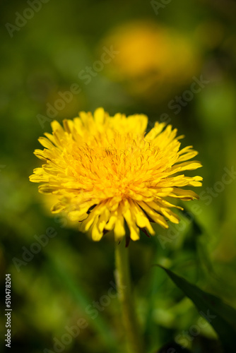 Spring flower yellow dandelion on green grass background.