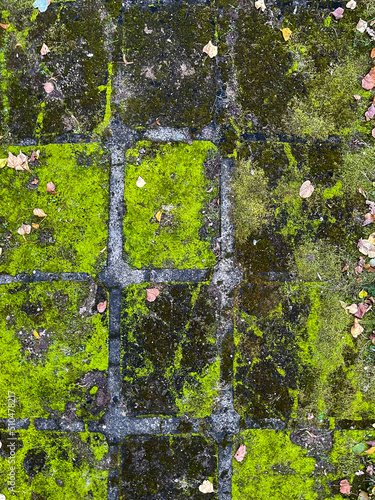 old floor tiles with moss