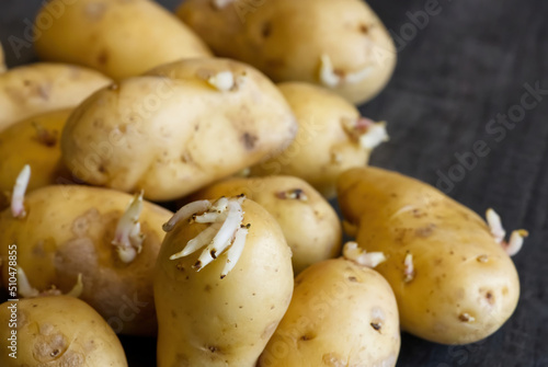 Sprouted potatoes. Macro shot of seed potatoes with sprouts. root crops for planting. Agriculture and farming. close up