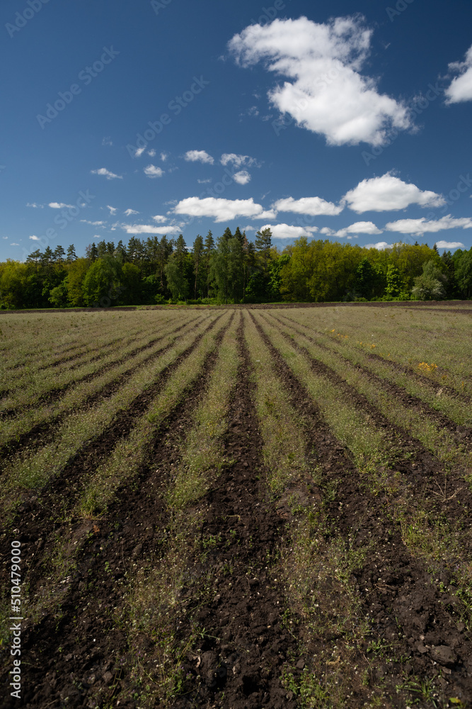 Forest nursery with grass rows, blue sky and clouds