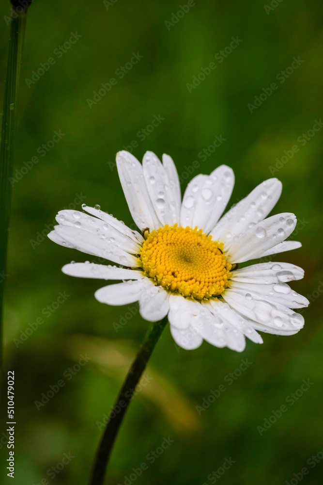 Fototapeta premium A daisy in the rain