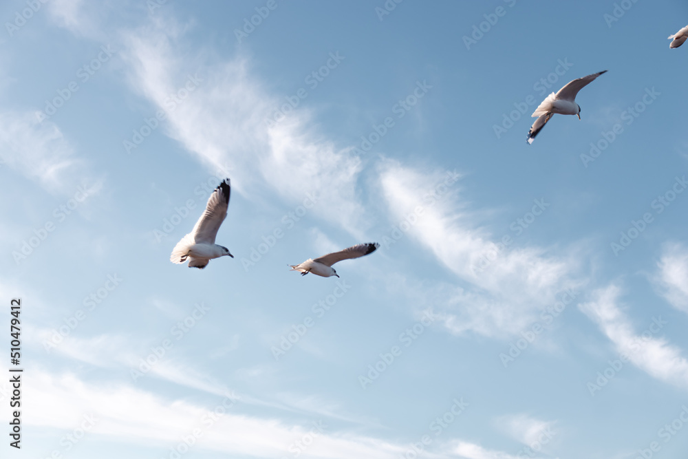 Fototapeta premium Seagulls flying very low above the beach