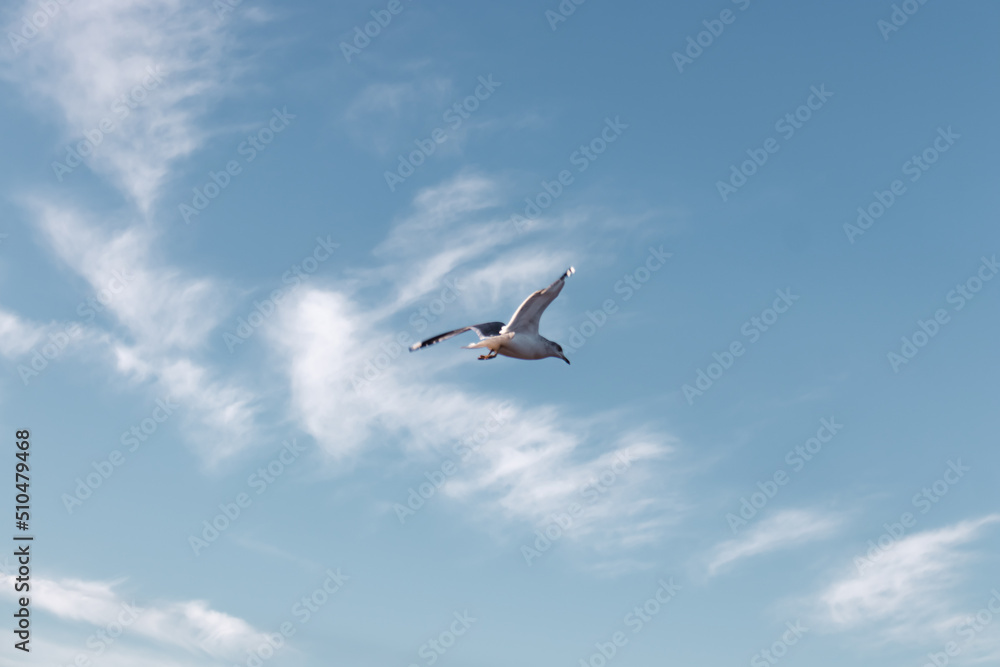 Seagulls flying very low above the beach