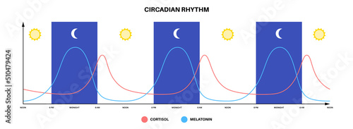 Sleep wake cycle