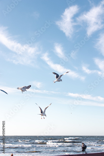 Seagulls flying very low above the beach