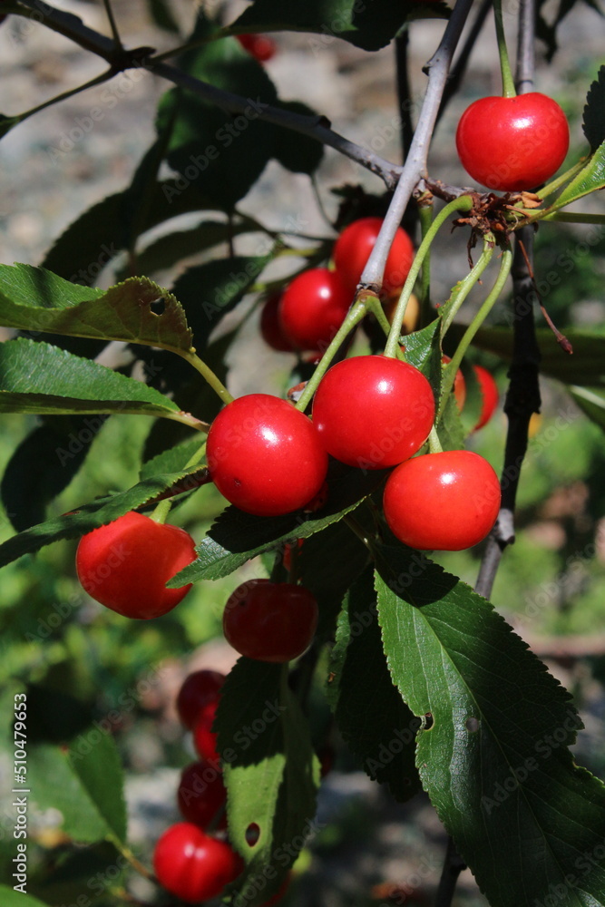 Dwarf cherry fruits, Italian taste and flavor Dwarf cherry fruits, Italian taste and flavor