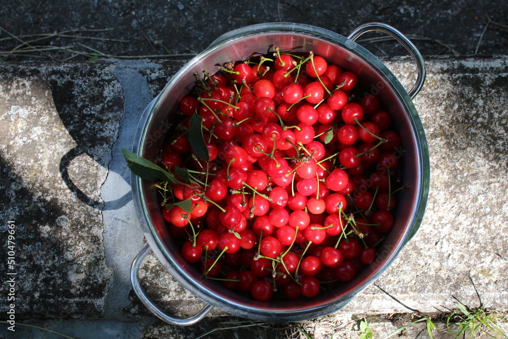 Freshly handpicked dwarf cherry fruits in a metal pot, Italian taste