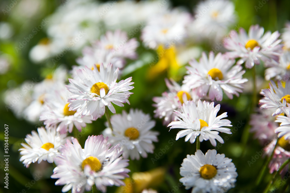 Fototapeta premium Flowering of daisies. Oxeye daisy, Leucanthemum vulgare, Daisies, Dox-eye, Common daisy, Dog daisy, Moon daisy.