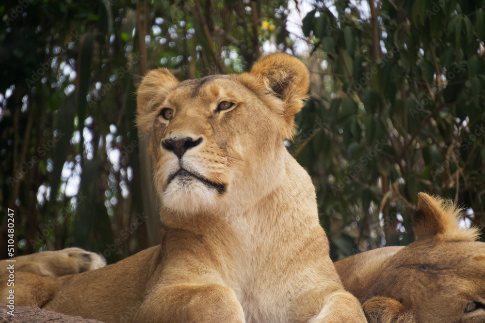 Female lioness attentive to her surroundings Female lioness attentive to her surroundings